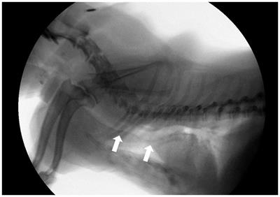 A retrospective study of tracheal collapse in small-breed dogs: 110 cases (2022–2024)